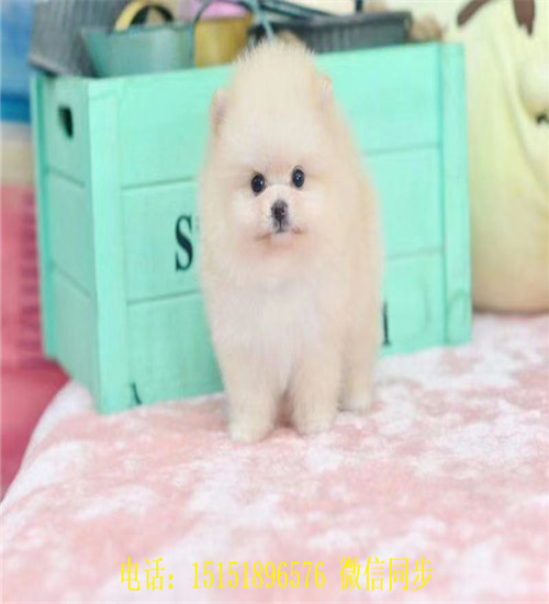 哈尔滨球体博美出售 哈尔滨哪里卖俊介犬 哈尔滨好看的俊介多少钱 黄色俊介怎么卖的