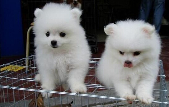 红河州蒙自卖博美犬狗场常年卖博美犬