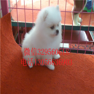  西安哪里有博美卖多少钱白色博美多少钱精品博美照片纯色哈多利球体博美