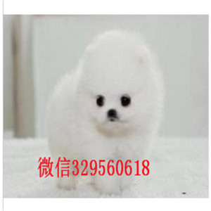   哈尔滨哪里有博美卖多少钱黄色博美出售出售