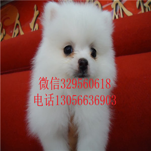  西安哪里有博美卖多少钱白色博美多少钱精品