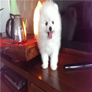  济南哪里有博美卖多少钱博美好养吗出售纯种博美幼犬纯色哈多利球体博美