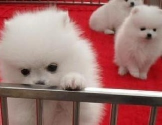 楚雄州哪里能买到纯种的博美犬楚雄市区卖博美