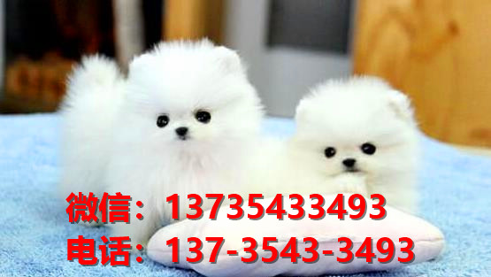 陕西西安犬舍出售纯种博美犬长不大白色袖珍犬茶杯狗卖狗买狗地方