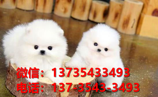 陕西西安犬舍出售纯种博美犬长不大白色袖珍犬茶杯狗卖狗买狗地方