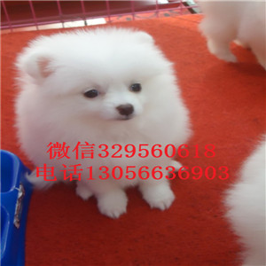  无锡哪里有博美卖多少钱纯种博美多少钱小体
