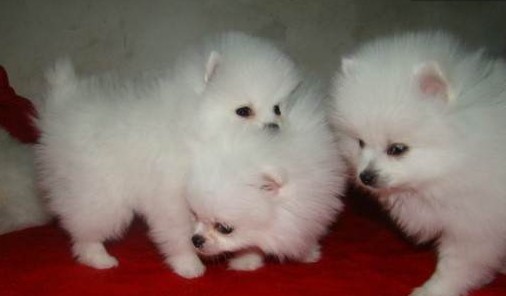 玉溪本地养博美的犬舍出售纯种博美小狗包品质