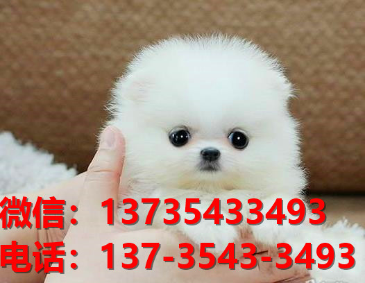 陕西西安犬舍出售纯种博美犬长不大白色袖珍犬