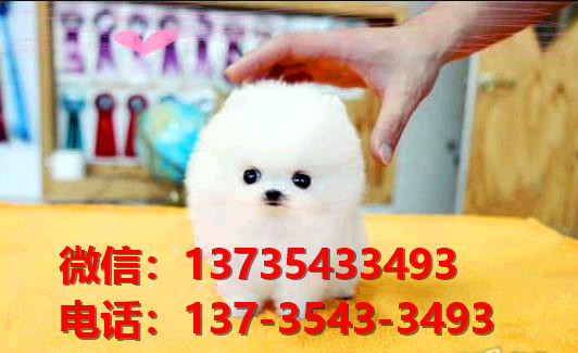 廊坊宠物狗犬舍出售纯种博美犬幼犬卖狗买狗哪