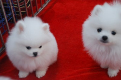 武定哪里有卖博美狗场常年出售纯种博美犬