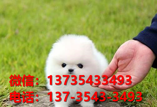 宁波宠物狗狗犬舍出售纯种博美犬幼犬卖狗买狗