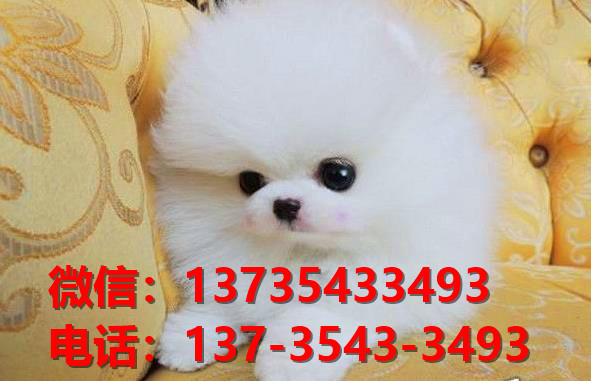 温州宠物狗狗犬舍出售纯种博美犬幼犬卖狗买狗地方在哪里有狗市场