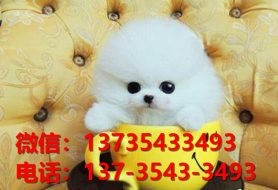 朔州宠物狗狗犬舍出售纯种博美犬卖狗买狗地方