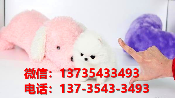 晋中宠物狗狗犬舍出售纯种博美犬卖狗买狗地方在哪有狗市场