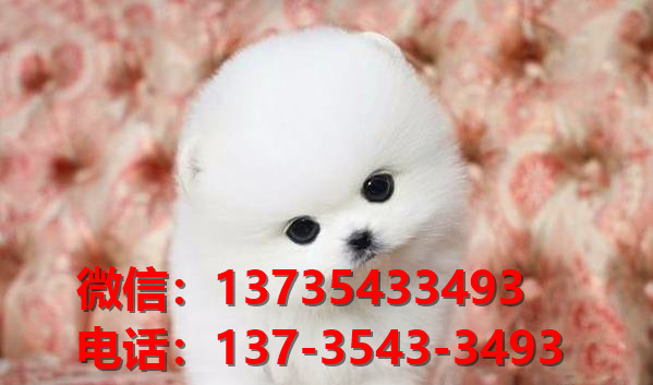 南平宠物狗狗犬舍出售纯种博美犬网上买狗卖狗