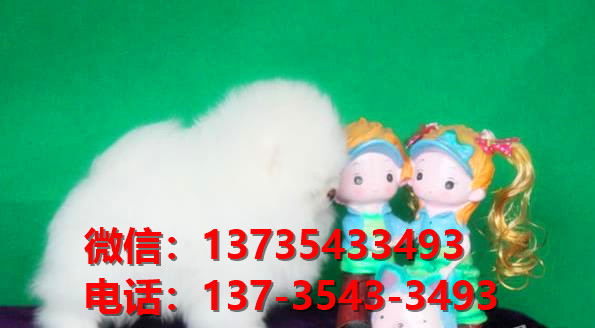 萍乡宠物狗狗犬舍出售纯种博美幼犬网上买狗卖狗网站在哪里有狗市场