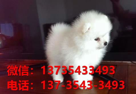 九江宠物狗狗犬舍领养纯种博美犬卖狗网站买狗的地方在哪里有狗市场