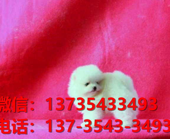 漳州宠物狗狗犬舍出售纯种博美幼犬卖狗买狗地方在哪里有狗市场网站