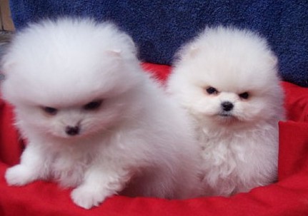 瑞丽买宠物狗 瑞丽买博美 瑞丽买狗网