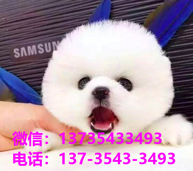 聊城宠物狗犬舍领养纯种博美幼犬网上卖狗买狗