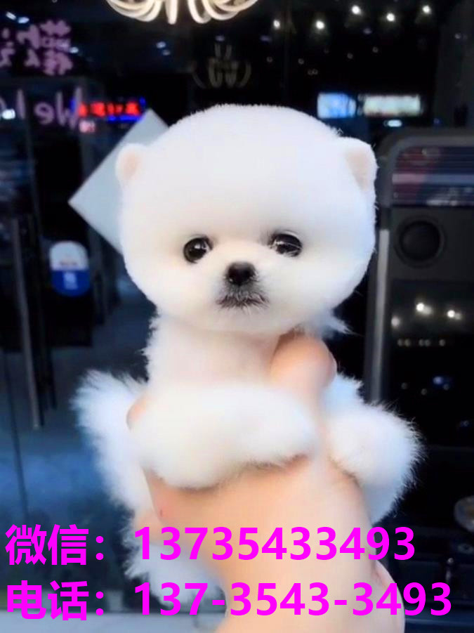 枣庄宠物狗犬舍领养纯种博美犬网上哪里卖狗买