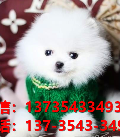 宜春宠物狗狗犬舍领养博美犬网上哪有买狗卖狗