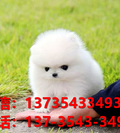 新余宠物狗狗领养纯种博美幼犬网上买狗卖狗地