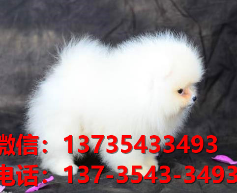 九江宠物狗狗犬舍领养纯种博美犬卖狗网站买狗