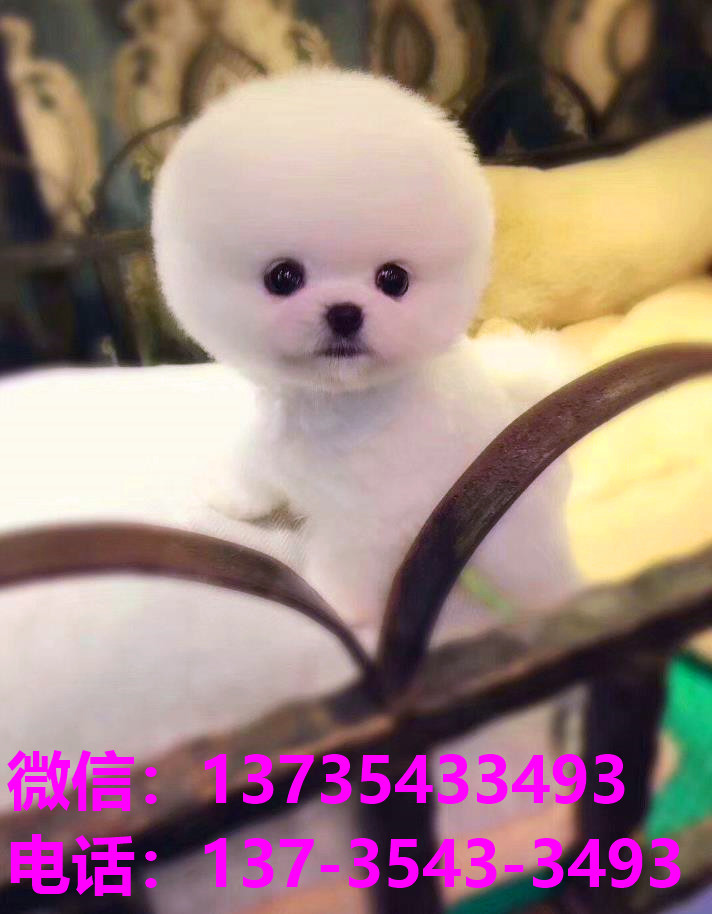菏泽宠物狗犬舍出售纯种博美幼犬网上买狗卖狗