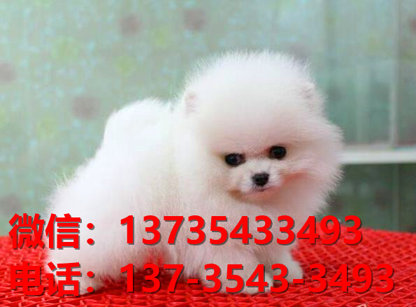 常德宠物狗犬舍出售纯种博美犬网上买狗卖狗地