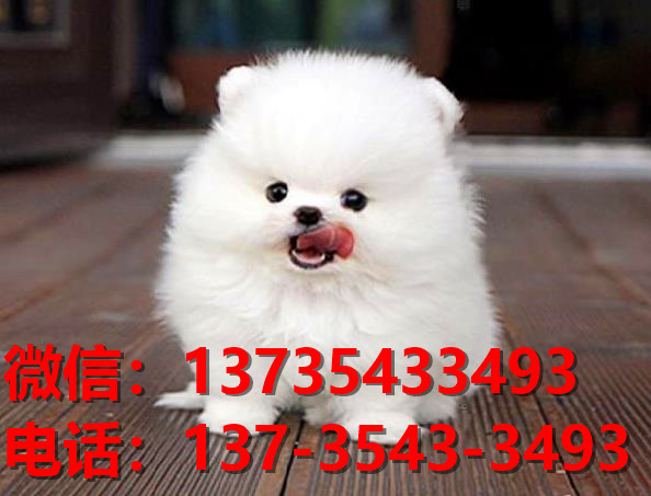 娄底犬舍宠物狗出售纯种博美犬卖狗买狗网站在