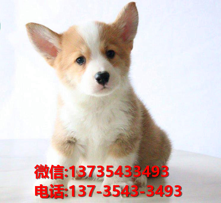 衡阳宠物狗犬舍领养纯种博美犬网上卖狗买狗地方在哪有狗市场