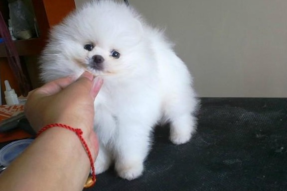 玉溪江川宠物江川狗场常年出售纯种博美犬