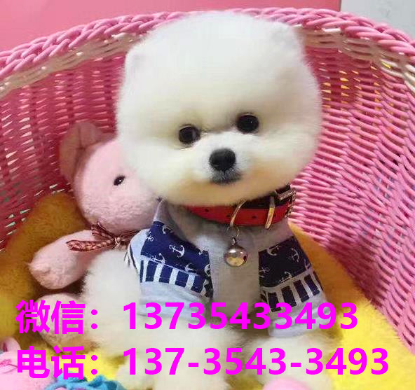 郴州宠物狗犬舍领养博美犬卖狗买狗网站在哪有