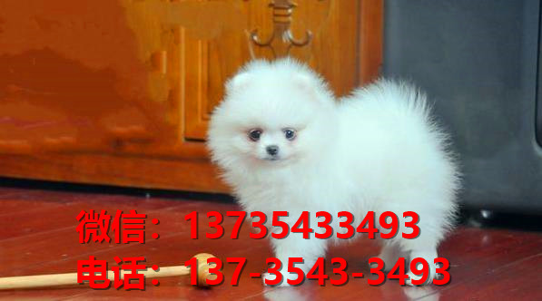 广州犬舍宠物狗出售纯种博美俊介犬卖狗买狗地