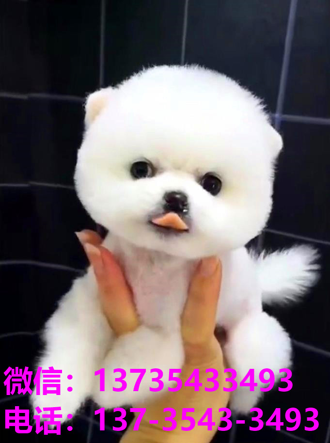 益阳宠物狗犬舍出售纯种博美俊介犬网上买狗卖