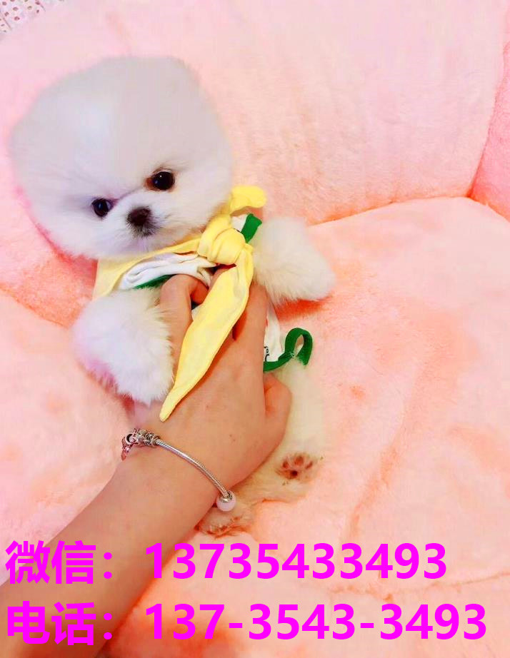 防城港宠物狗犬舍出售纯种茶杯博美俊介犬网上买狗卖狗地方在哪有狗市场