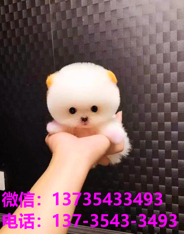 防城港宠物狗犬舍出售纯种茶杯博美俊介犬网上买狗卖狗地方在哪有狗市场