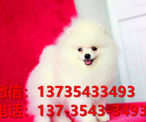 黄石宠物狗犬舍出售纯种博美犬买狗卖狗网站在哪有狗市