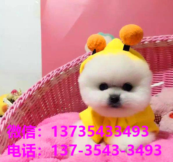 防城港宠物狗犬舍出售纯种茶杯博美俊介犬网上买狗卖狗地方在哪有狗市场