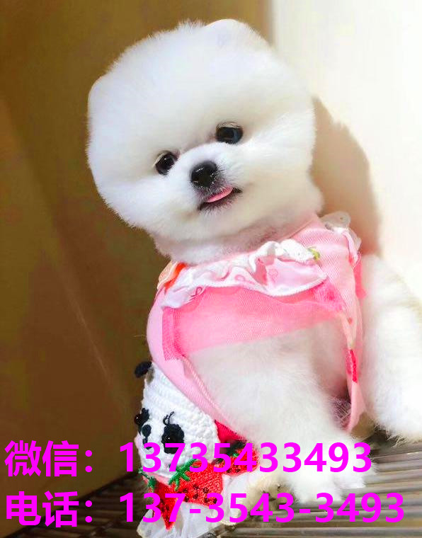 郴州宠物狗犬舍领养博美犬卖狗买狗网站在哪有狗市场领养