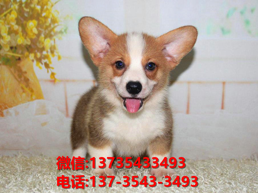 衡阳宠物狗犬舍领养纯种博美犬网上卖狗买狗地方在哪有狗市场