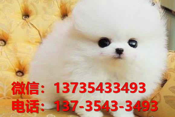 百色宠物狗犬舍出售纯种博美犬网上卖狗买狗地