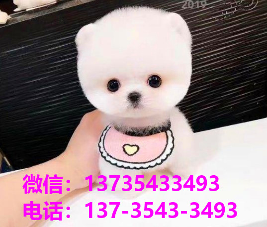 泸州宠物狗犬舍出售纯种茶杯博美俊介犬网上买