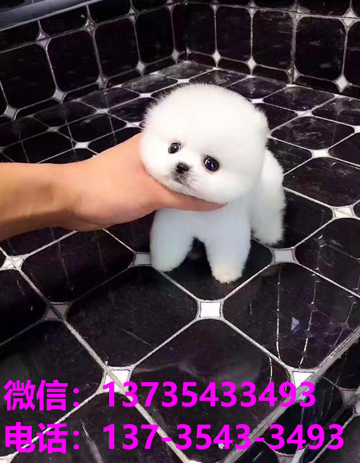 攀枝花宠物狗犬舍出售纯种博美俊介犬领养卖狗