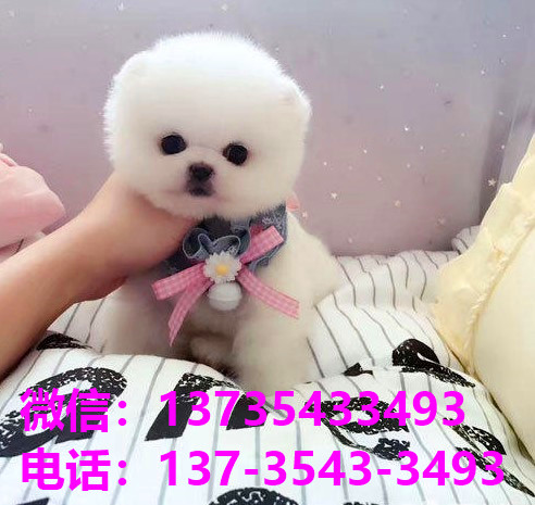 攀枝花宠物狗犬舍出售纯种博美俊介犬领养卖狗买狗地方在哪有狗市场