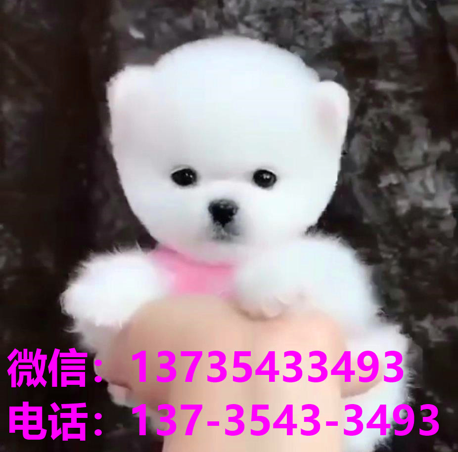 广东东莞宠物狗狗犬舍出售博美犬多少钱价格卖