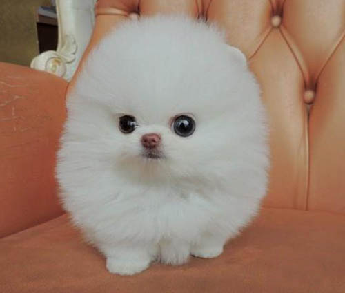 深圳实体狗场 福田附近卖狗的 博美犬价格多少