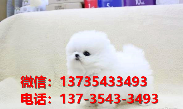 福建厦门宠物狗狗犬舍出售纯种博美犬茶杯狗卖狗买狗地方