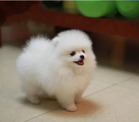 深圳哪里有卖博美的，价格多少